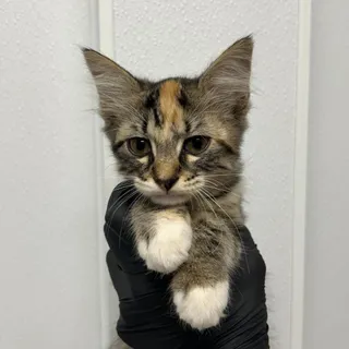 Lucille