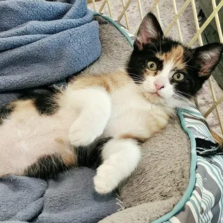 Rosie - Super Cute Calico