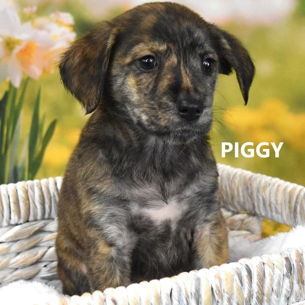 Piggy
