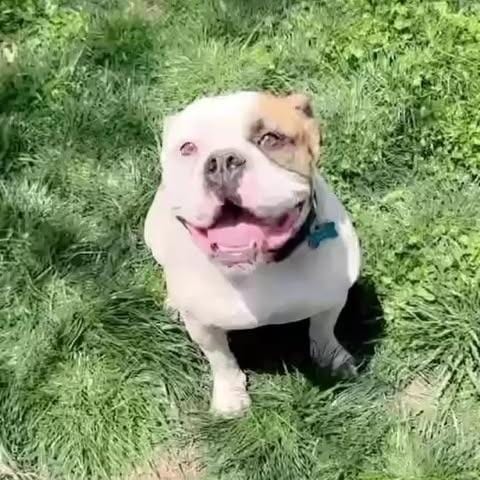 Chubbs
