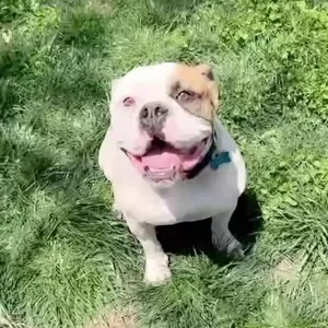 Chubbs