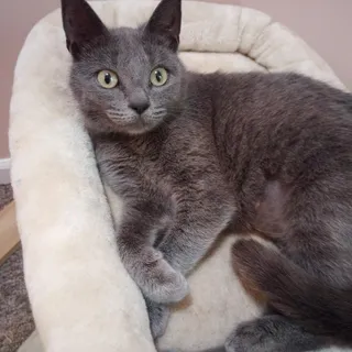 Graycie