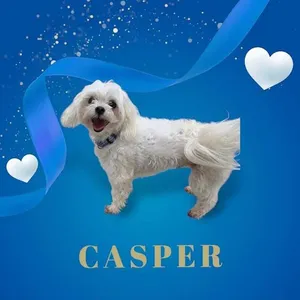 Casper