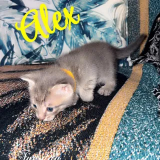 Alex