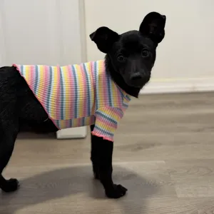 Pepita