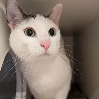 Dr. Kitty