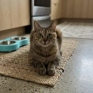 Diamond (1 year)