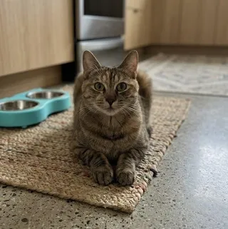 Diamond (1 year)