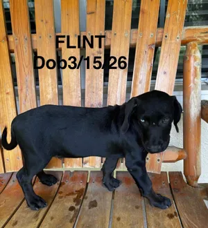Flint