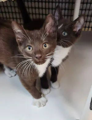 Kitten 27933 (Reeses)