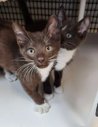Kitten 27933 (Reeses)