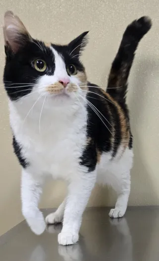 Mimi