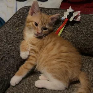 Dylan