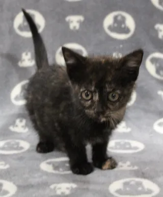 Hazel