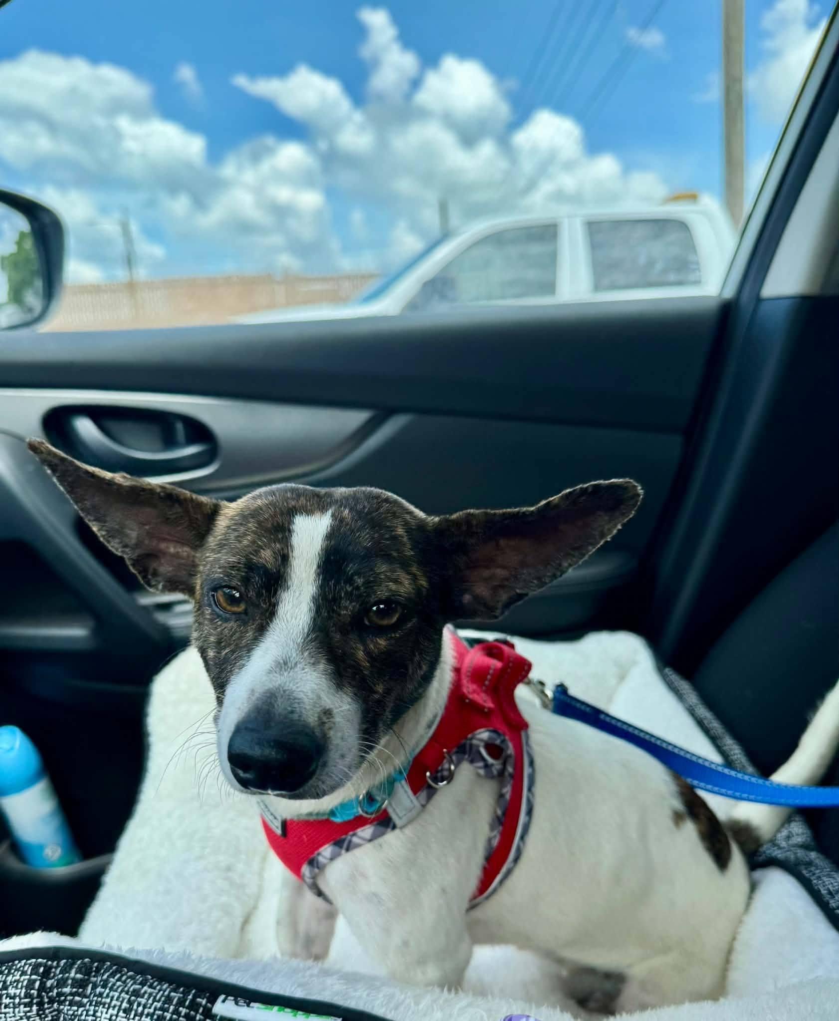 Leia