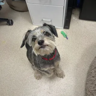 Baxter