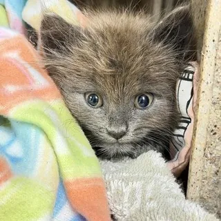 Meep Meep