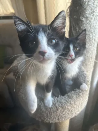 Cat-Nip (must adopt with Cat-Nap)