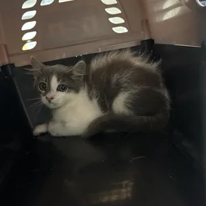 Sabrina