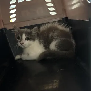 Sabrina