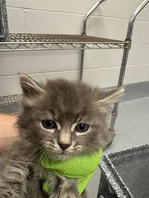 BILBO
