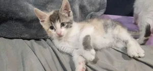 Sandy's Ariel KITTEN
