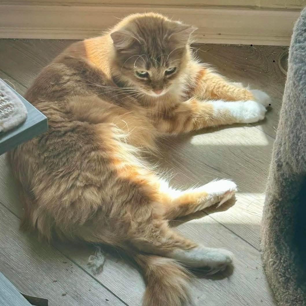 Nora
