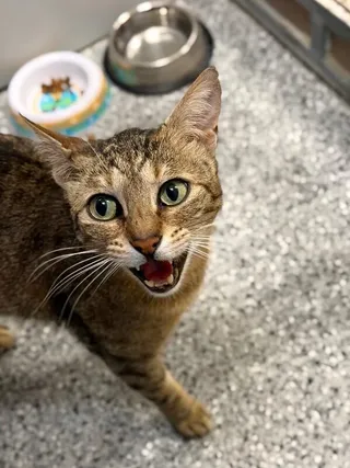 Kovu