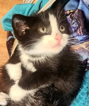 Milo