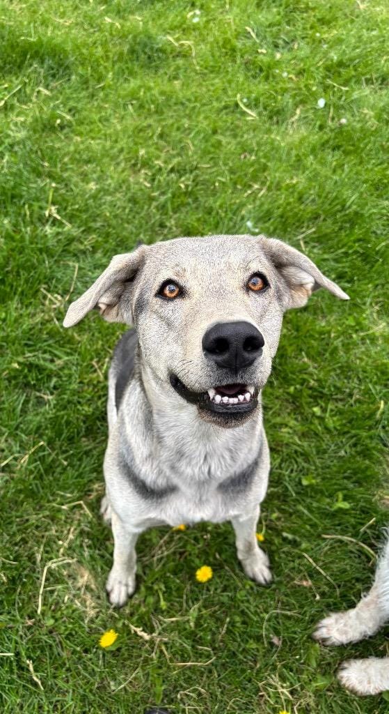 Silver and black dog
