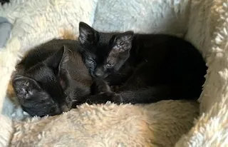 Topaz & Aggie