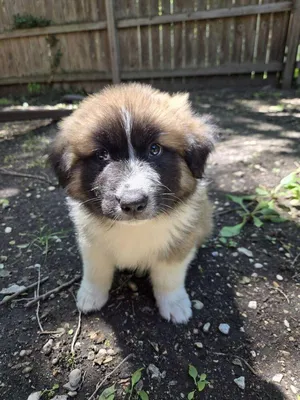 Chance the Pupper