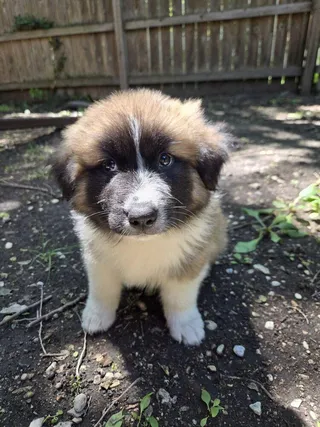Chance the Pupper