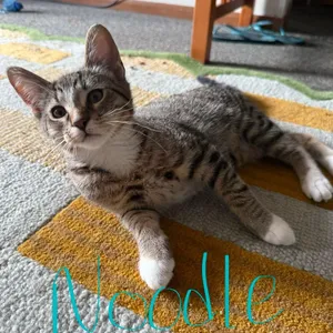 Noodle