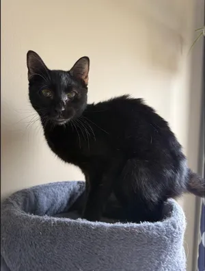 Cadbury