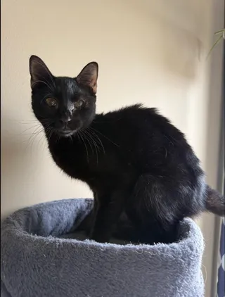 Cadbury