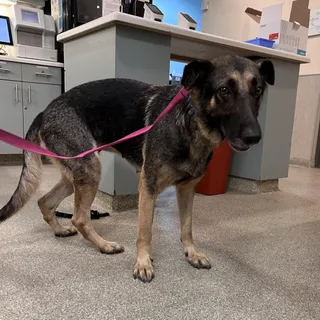 Xena