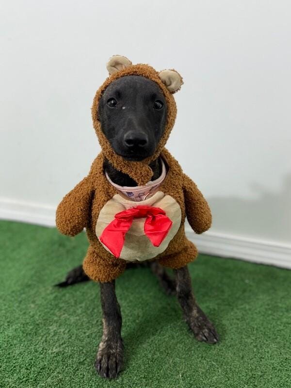 Joy-One of our Amazing Rescue Dogs