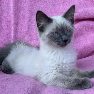 Miso