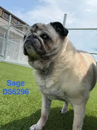 Sage