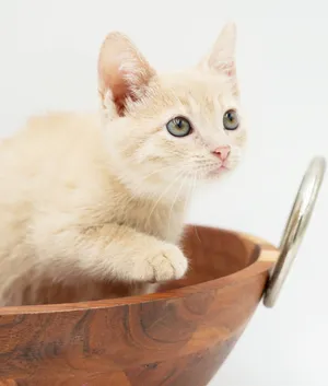 Levi Kane - What is not to love - He's purrfect