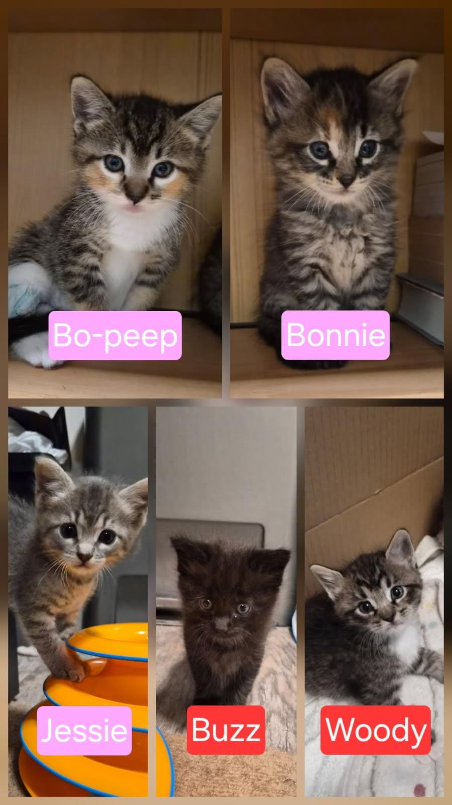 Penthouse Pals (kittens)