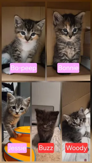 Penthouse Pals (kittens)