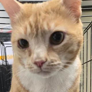 Sam