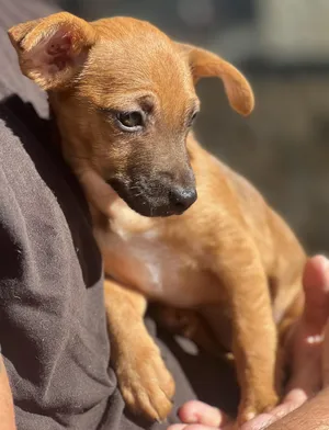 HAZEL