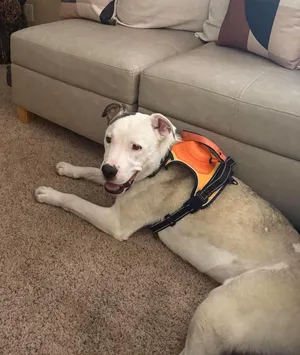 Benny