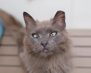 Edgar