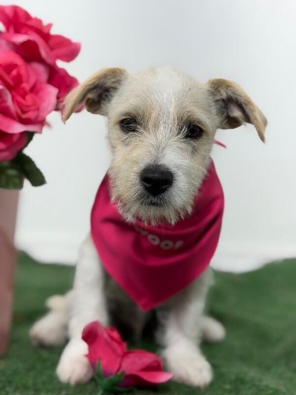 Bambi-One of our Amazing Rescue Dogs