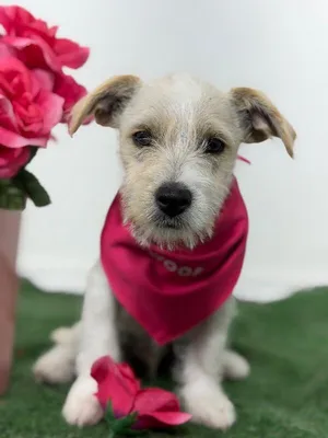 Bambi-One of our Amazing Rescue Dogs