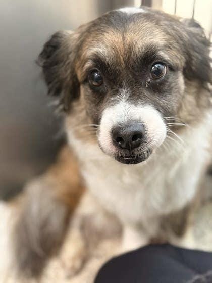 Pepper